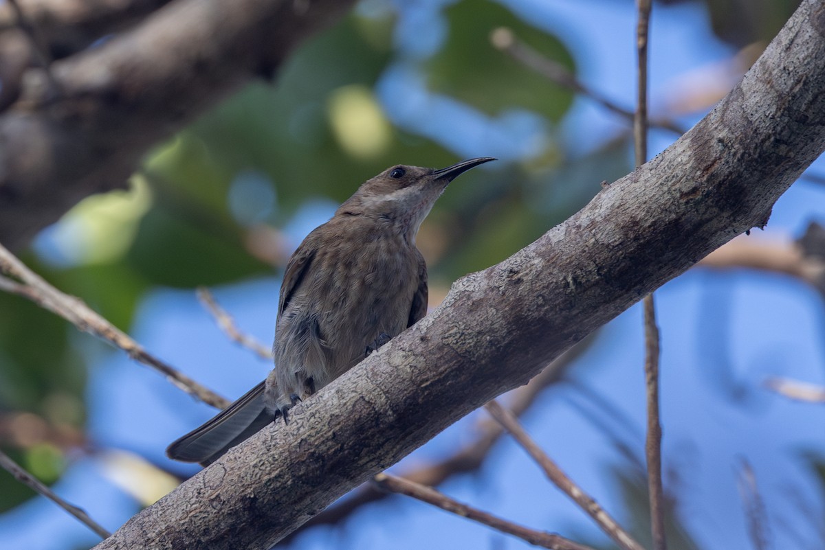 White-chinned Myzomela - ML624824909