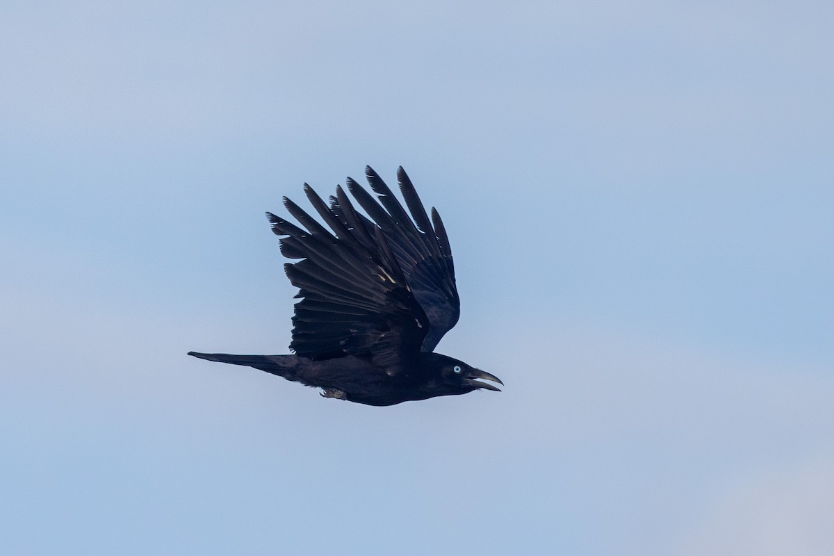 Torresian Crow - Yann Muzika