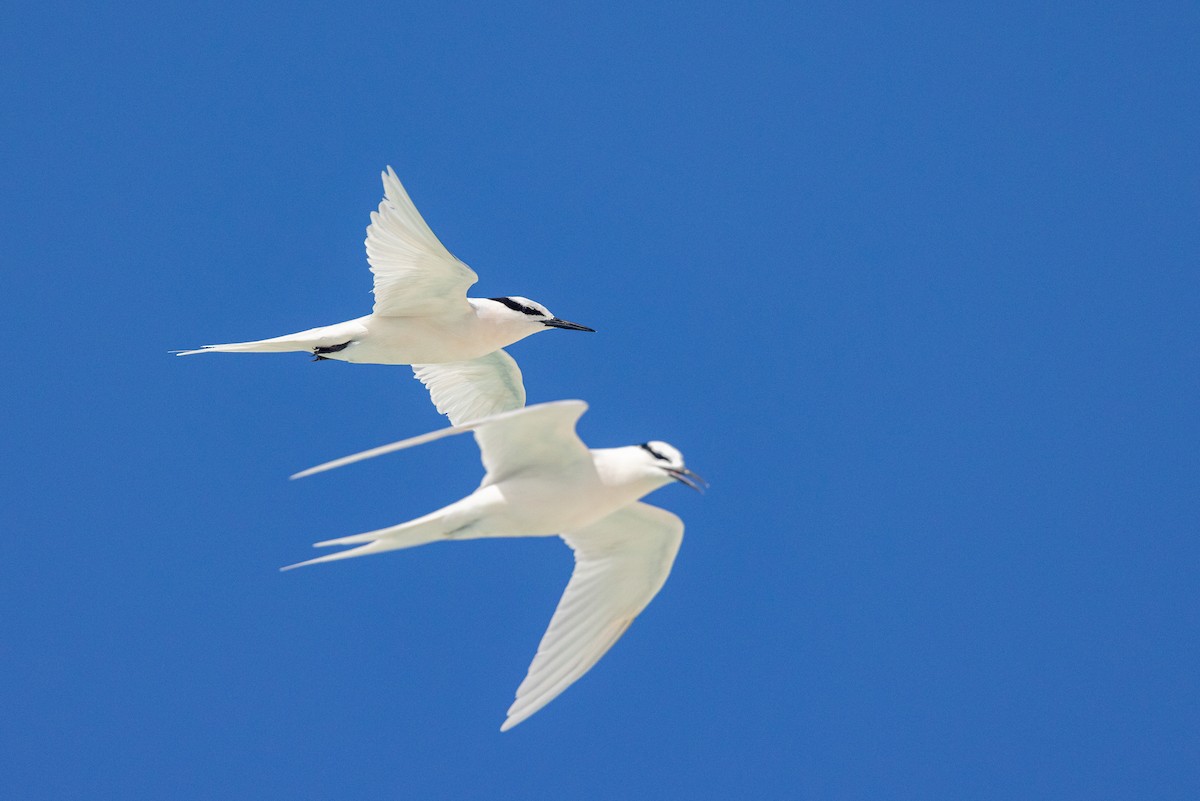 Black-naped Tern - ML624824918