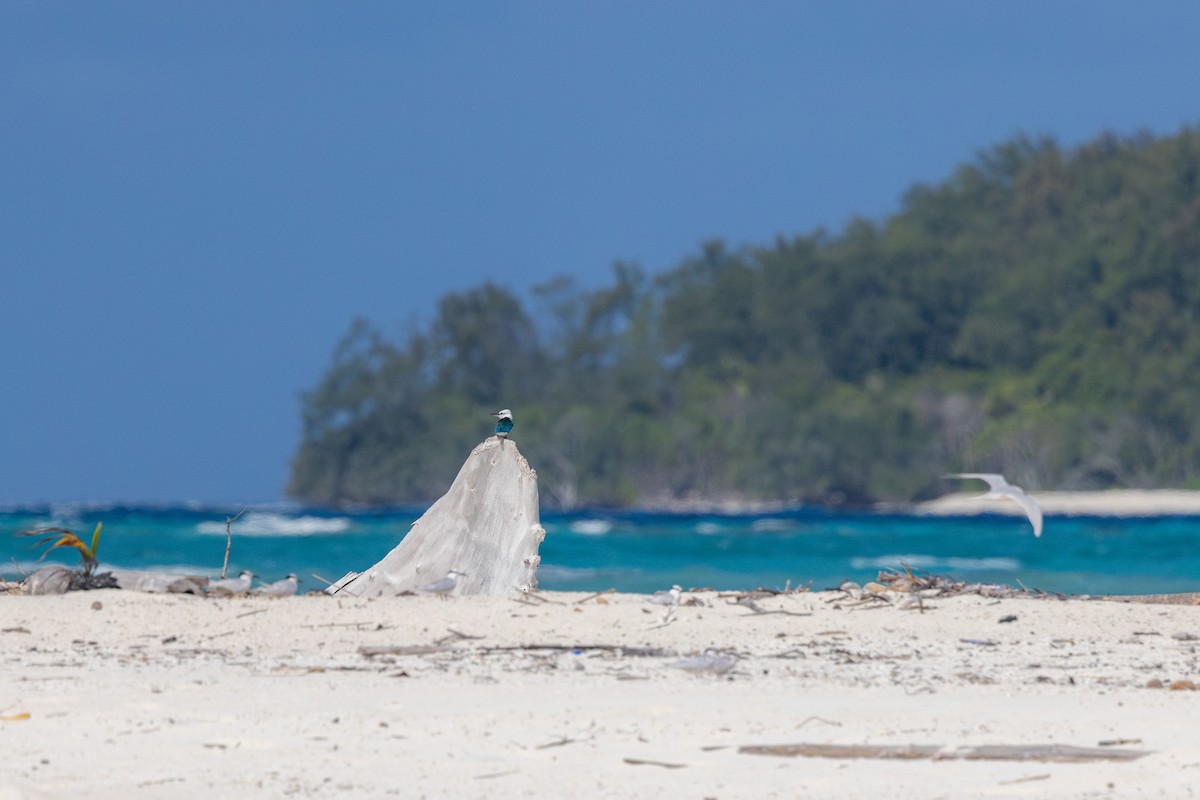 Beach Kingfisher - ML624824919