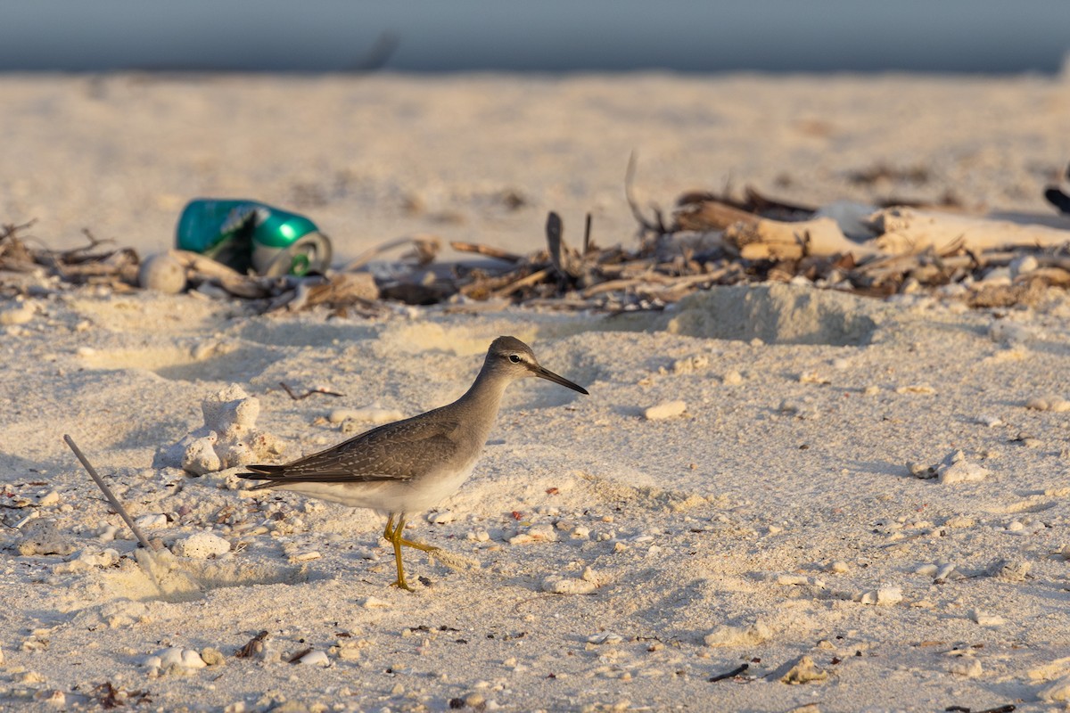 Gray-tailed Tattler - Yann Muzika