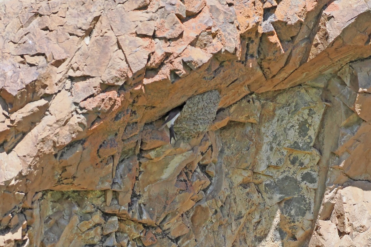 Western/Siberian House-Martin - ML624824963