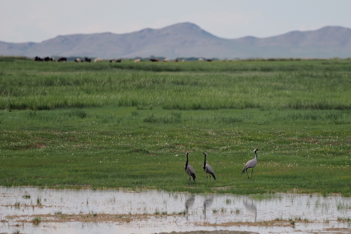 Demoiselle Crane - ML624825157