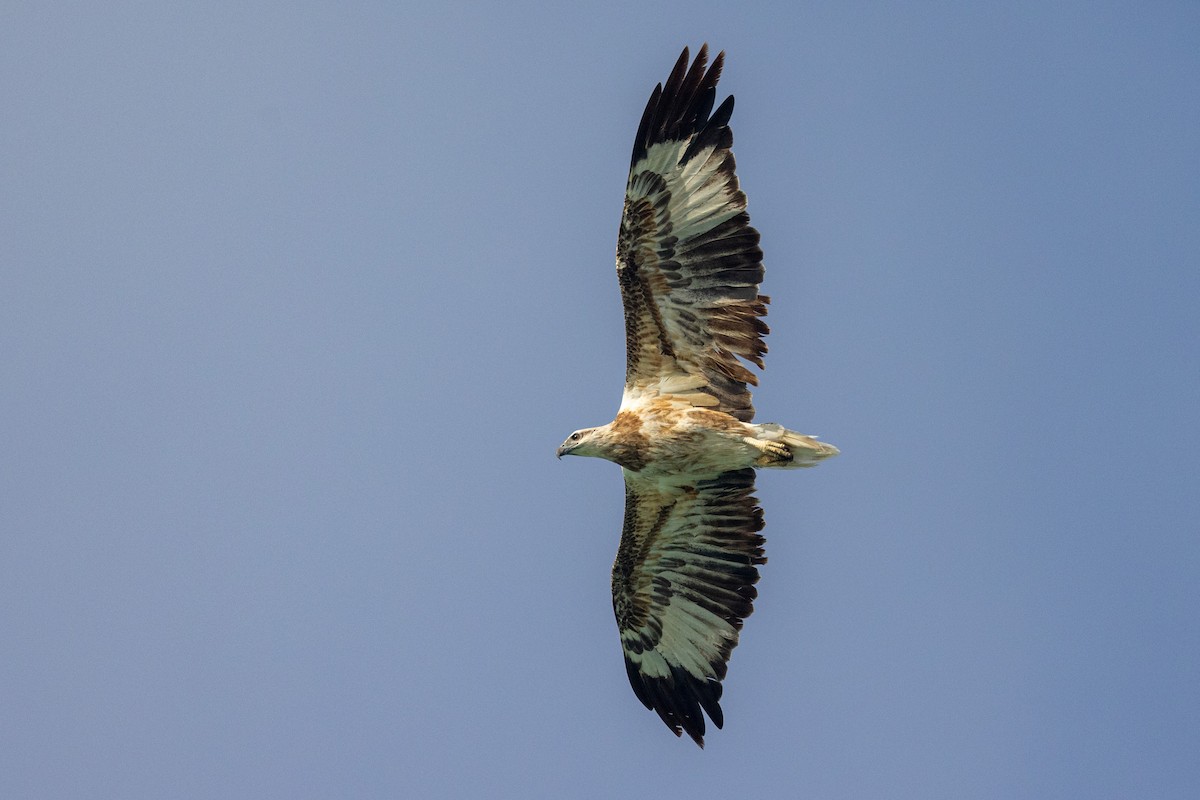 White-bellied Sea-Eagle - ML624825186