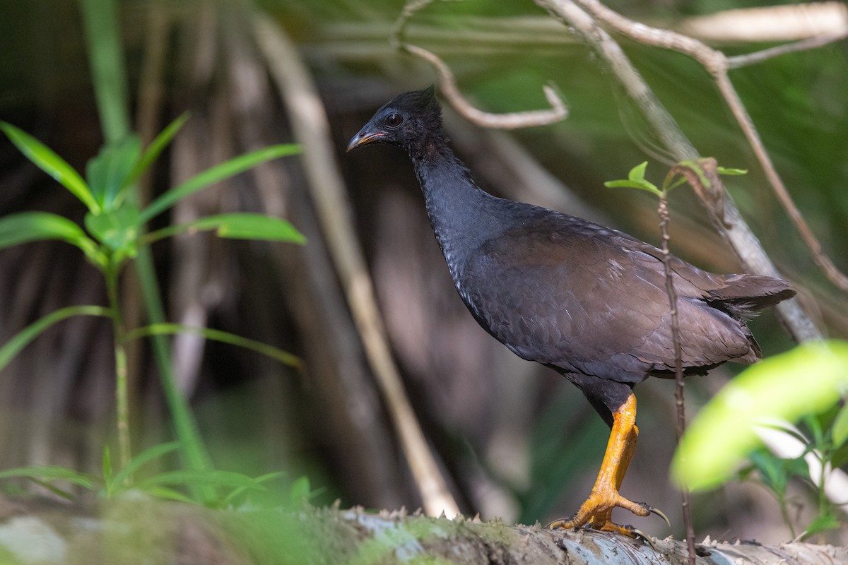 Orange-footed Megapode - ML624825189