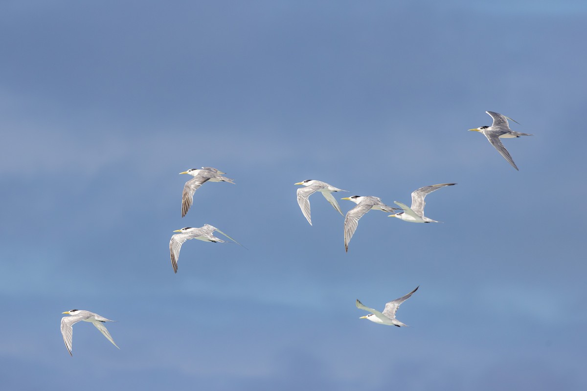 Great Crested Tern - ML624825195