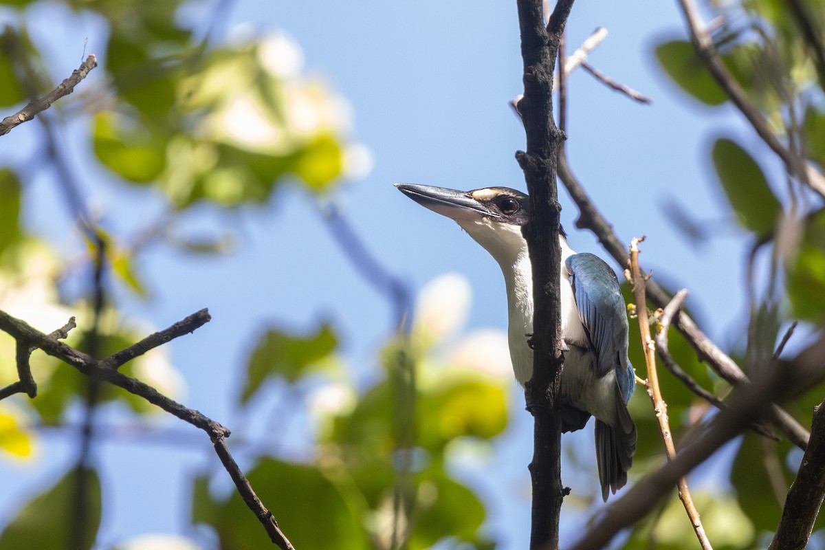 Colonist Kingfisher - ML624825202