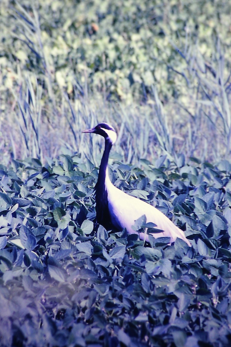 Demoiselle Crane - ML624825286