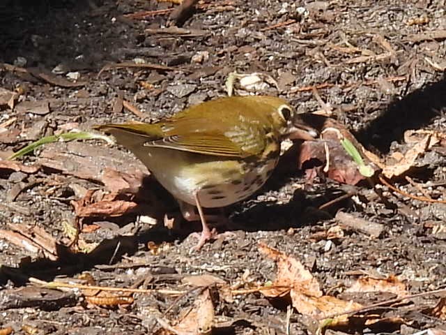 Ovenbird - ML624825349