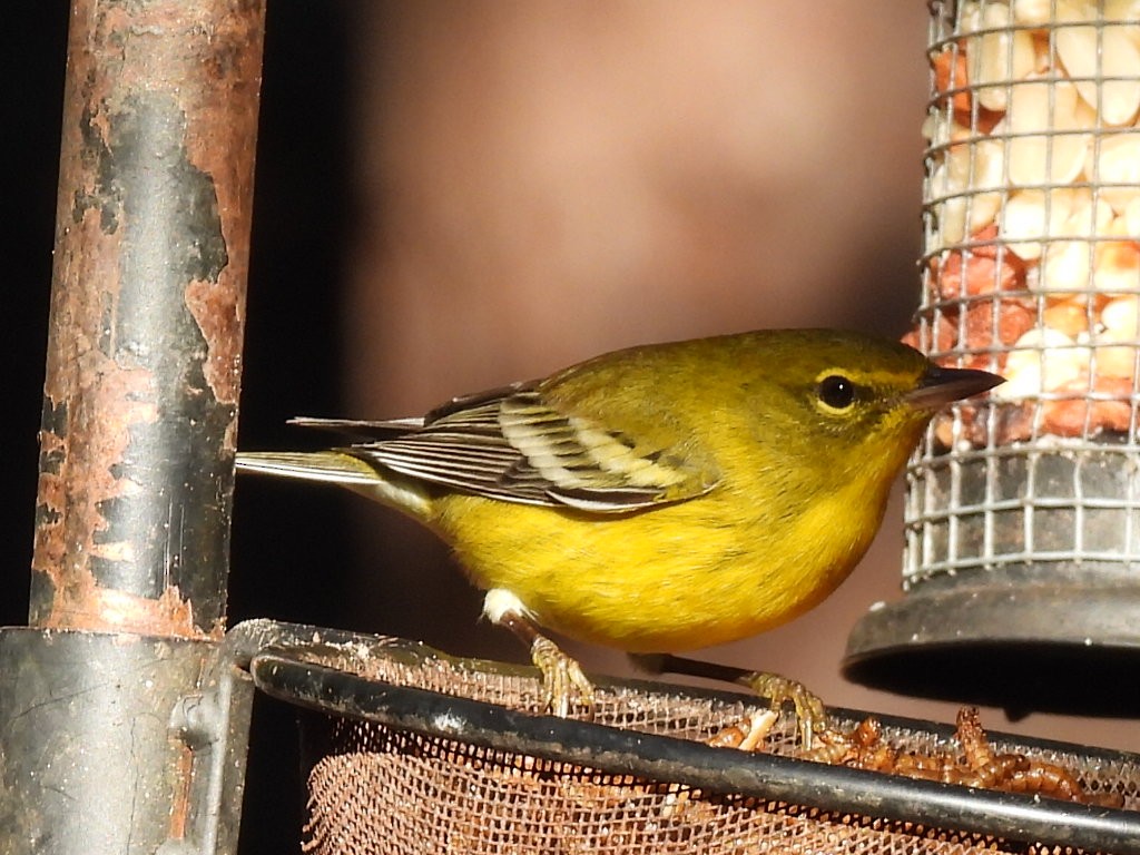 Pine Warbler - ML624825369