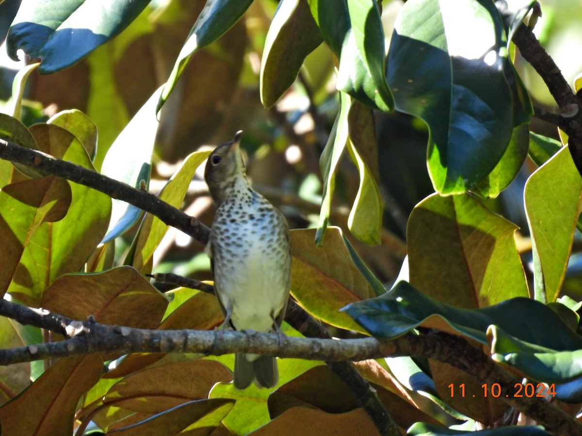 Swainson's Thrush - ML624825381