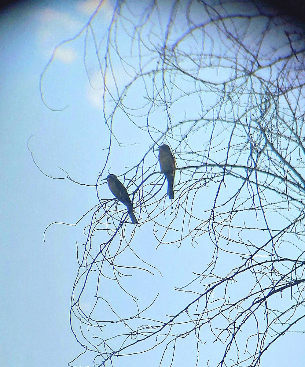 Blue-tailed Bee-eater - ML624825467