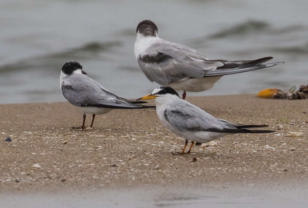 Хурган хараалай - ML624825541