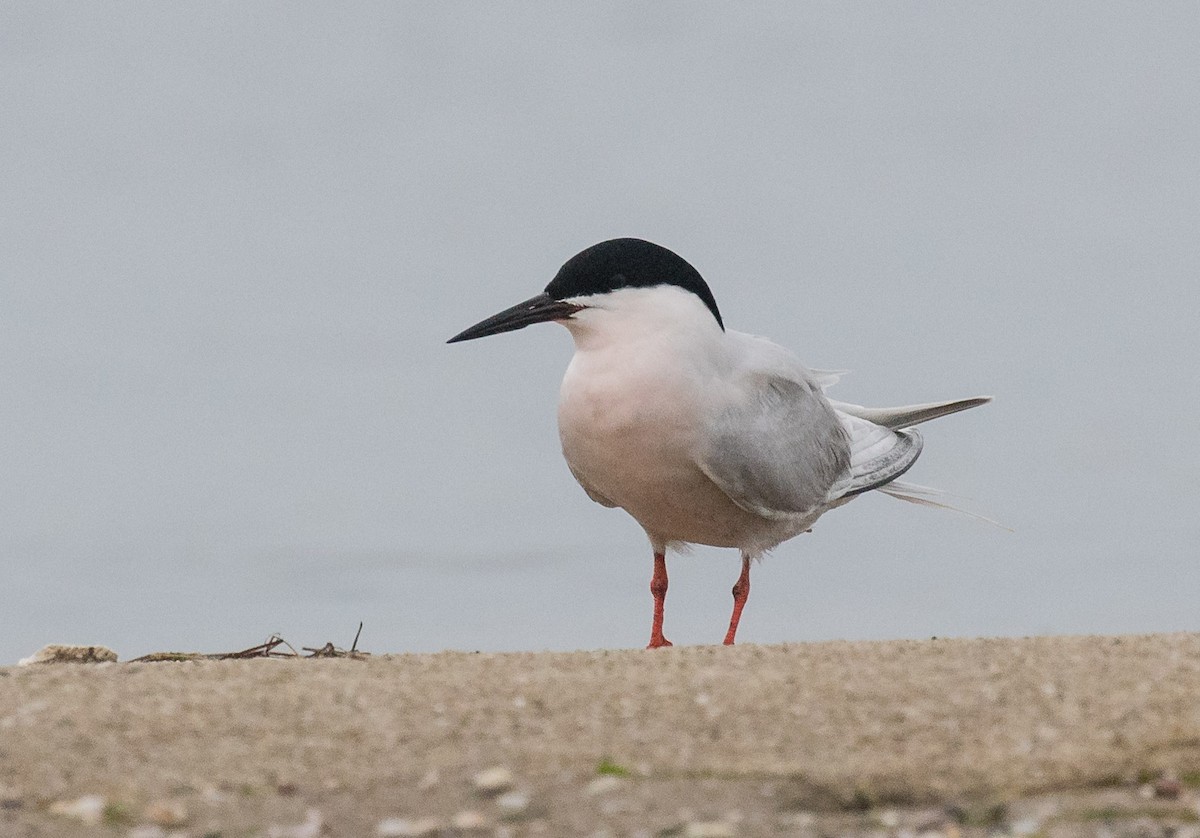 Roseate Tern - ML624825549