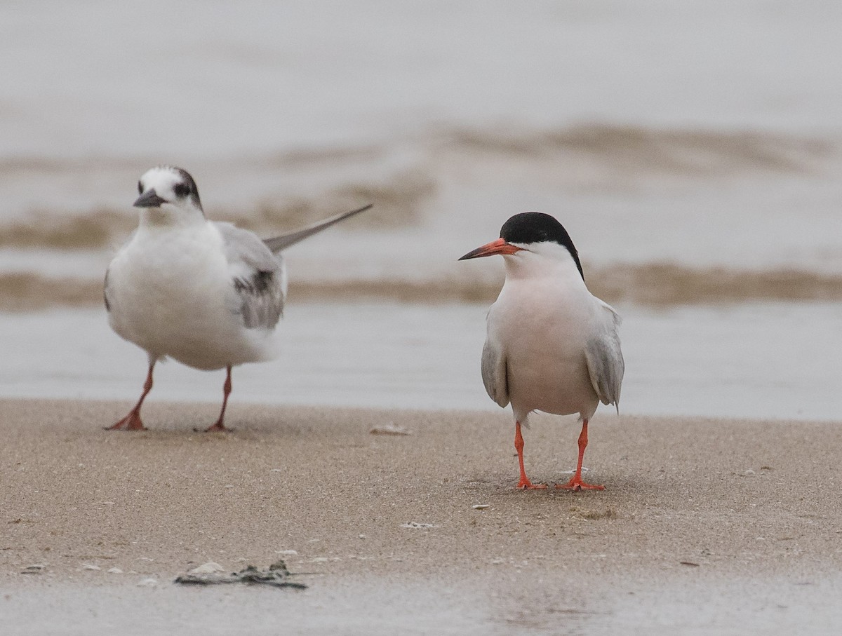 Roseate Tern - ML624825550
