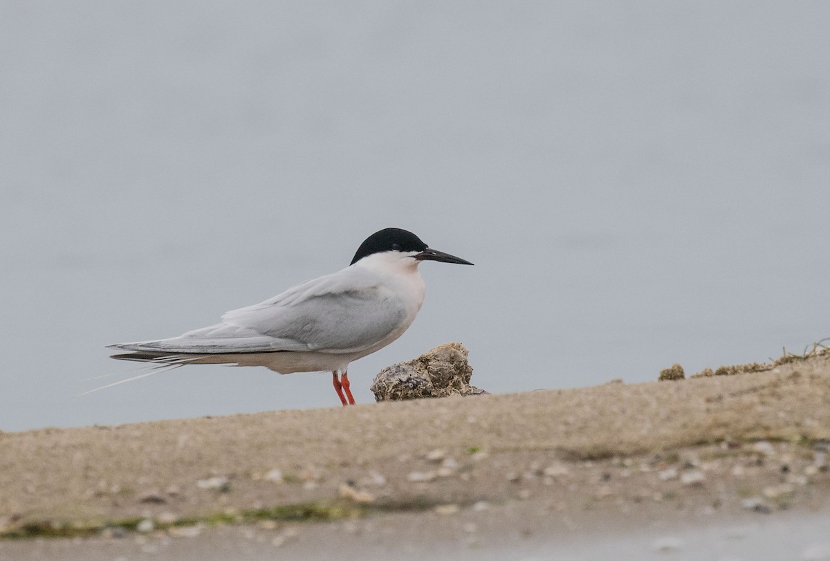 Roseate Tern - ML624825551