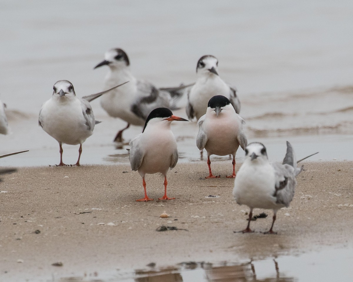 Roseate Tern - ML624825552