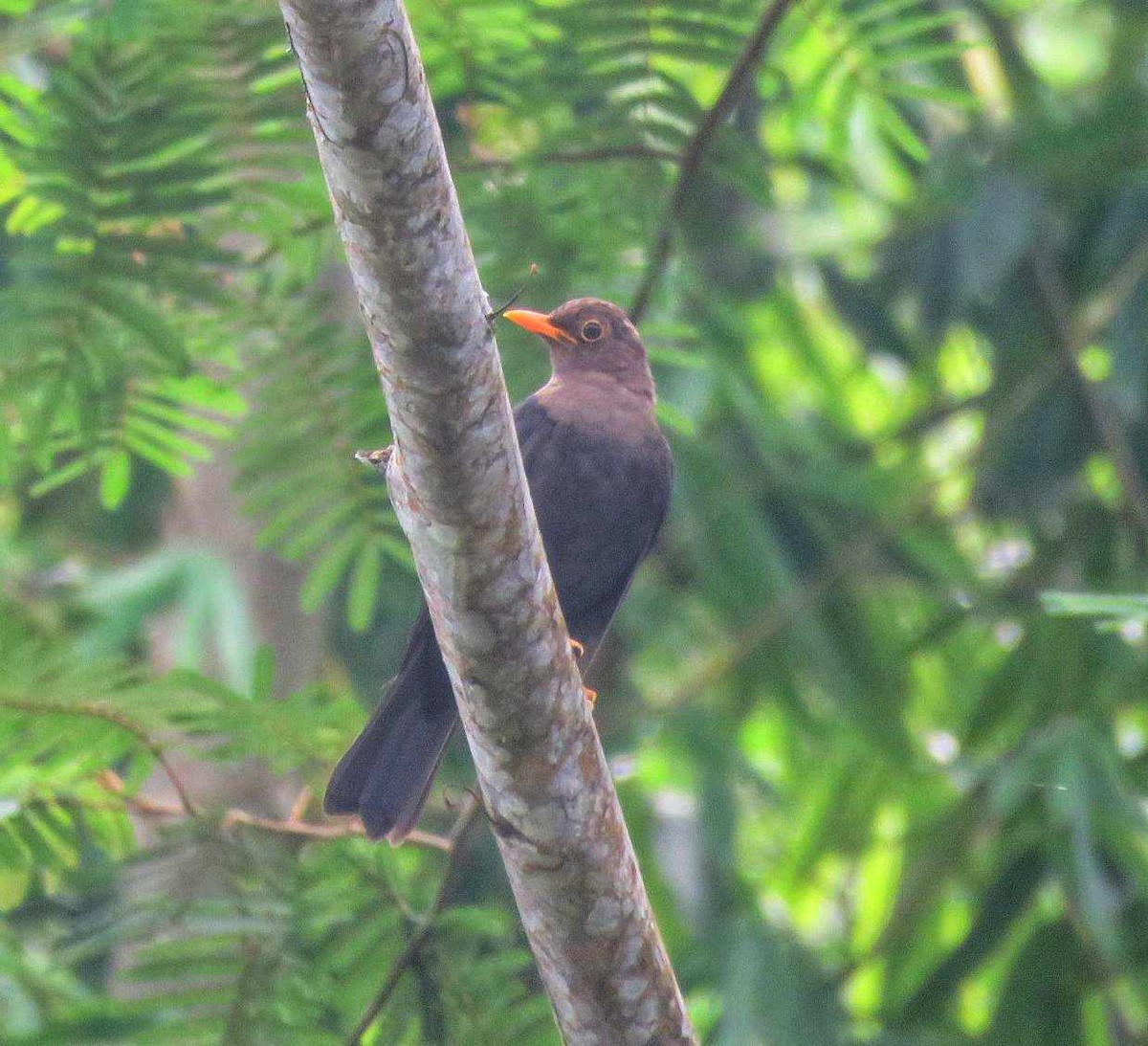 Mindanao Island-Thrush - ML624825554