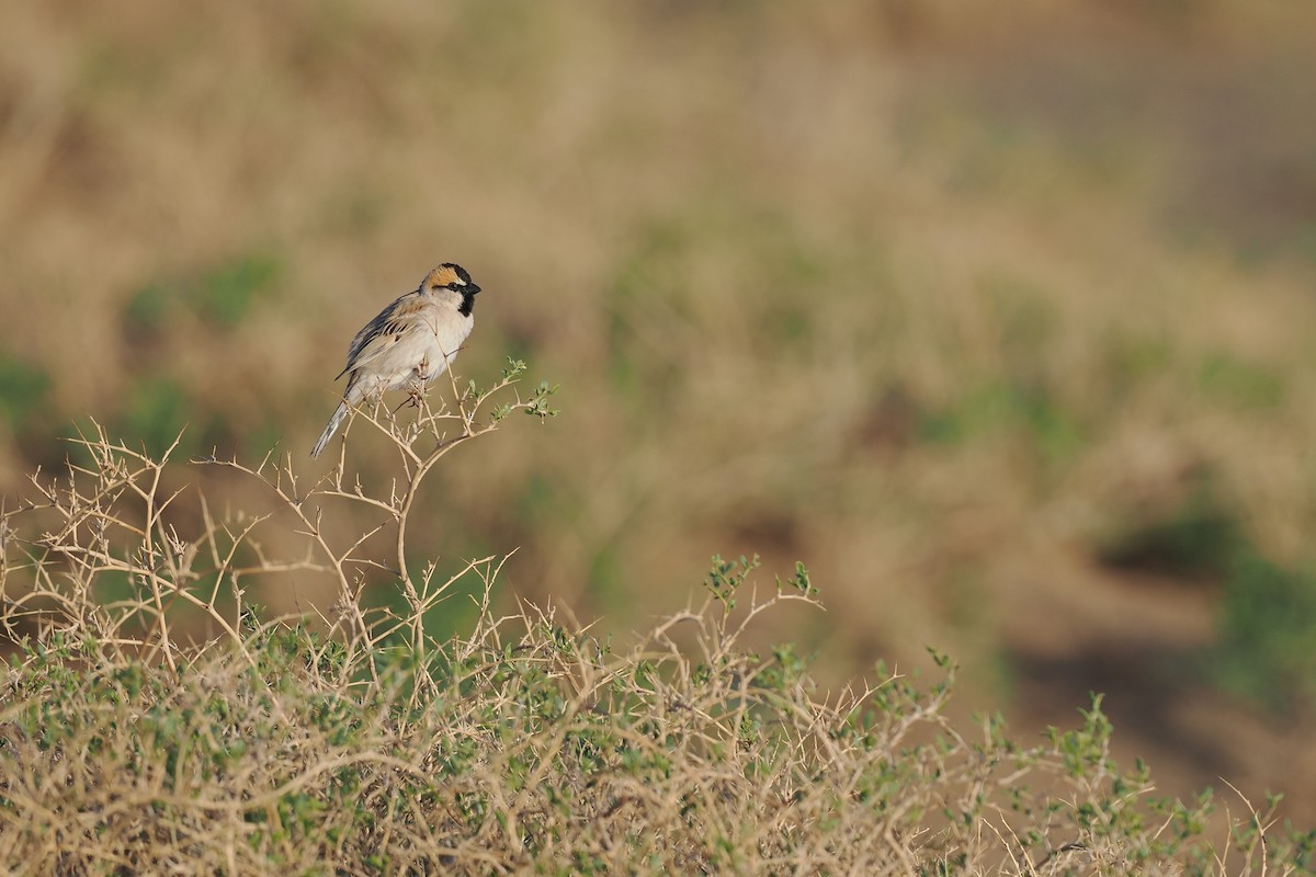 Saxaul Sparrow - Paul French