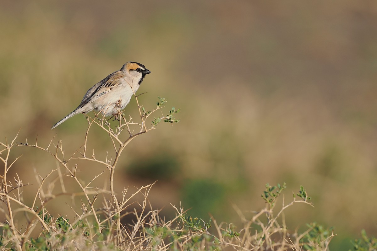 Saxaul Sparrow - ML624825565