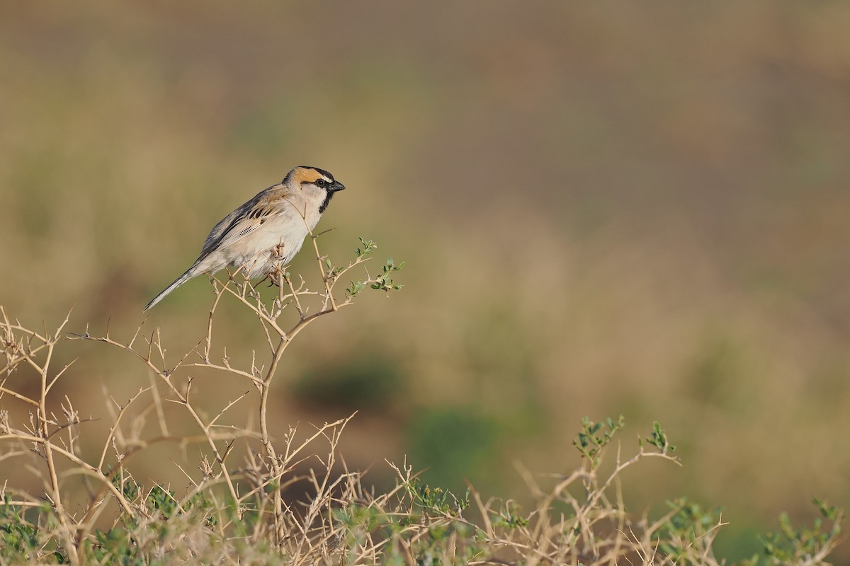 Saxaul Sparrow - ML624825566