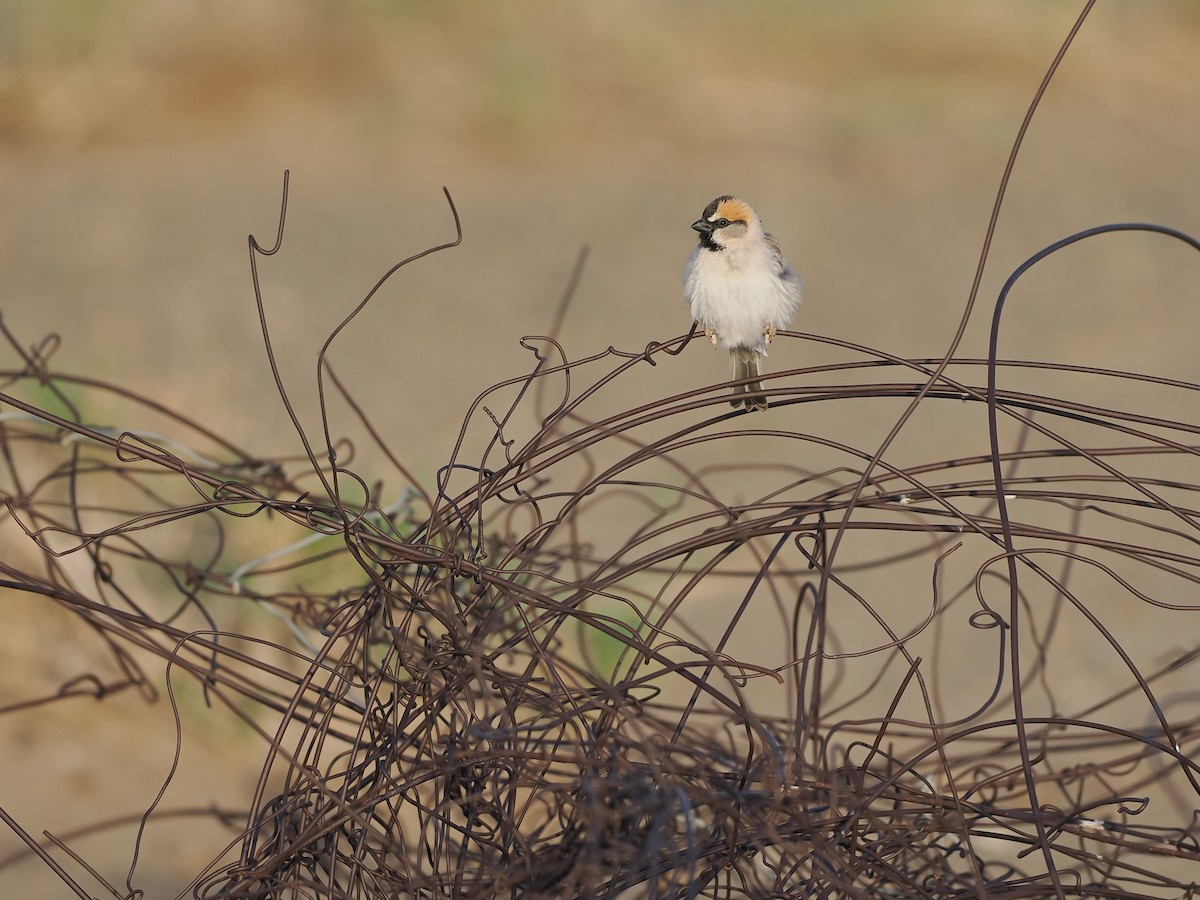 Saxaul Sparrow - ML624825571