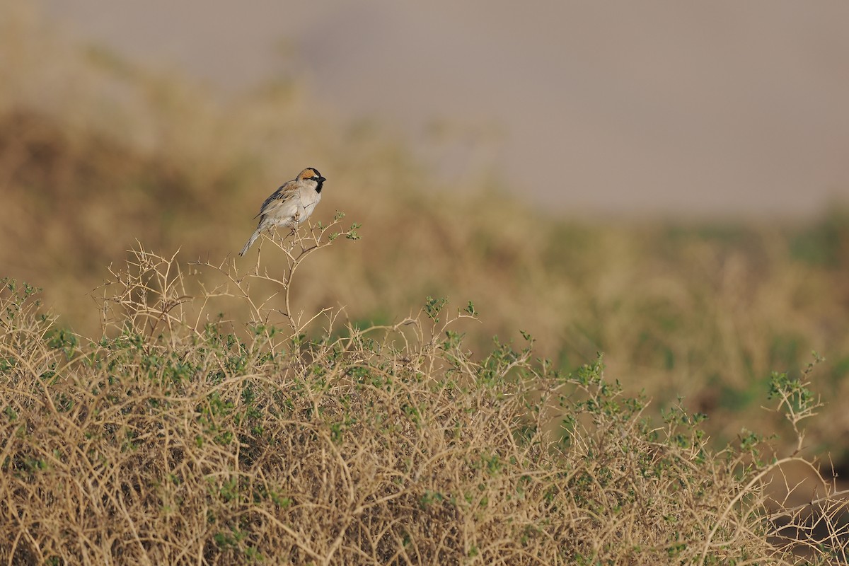 Saxaul Sparrow - ML624825573