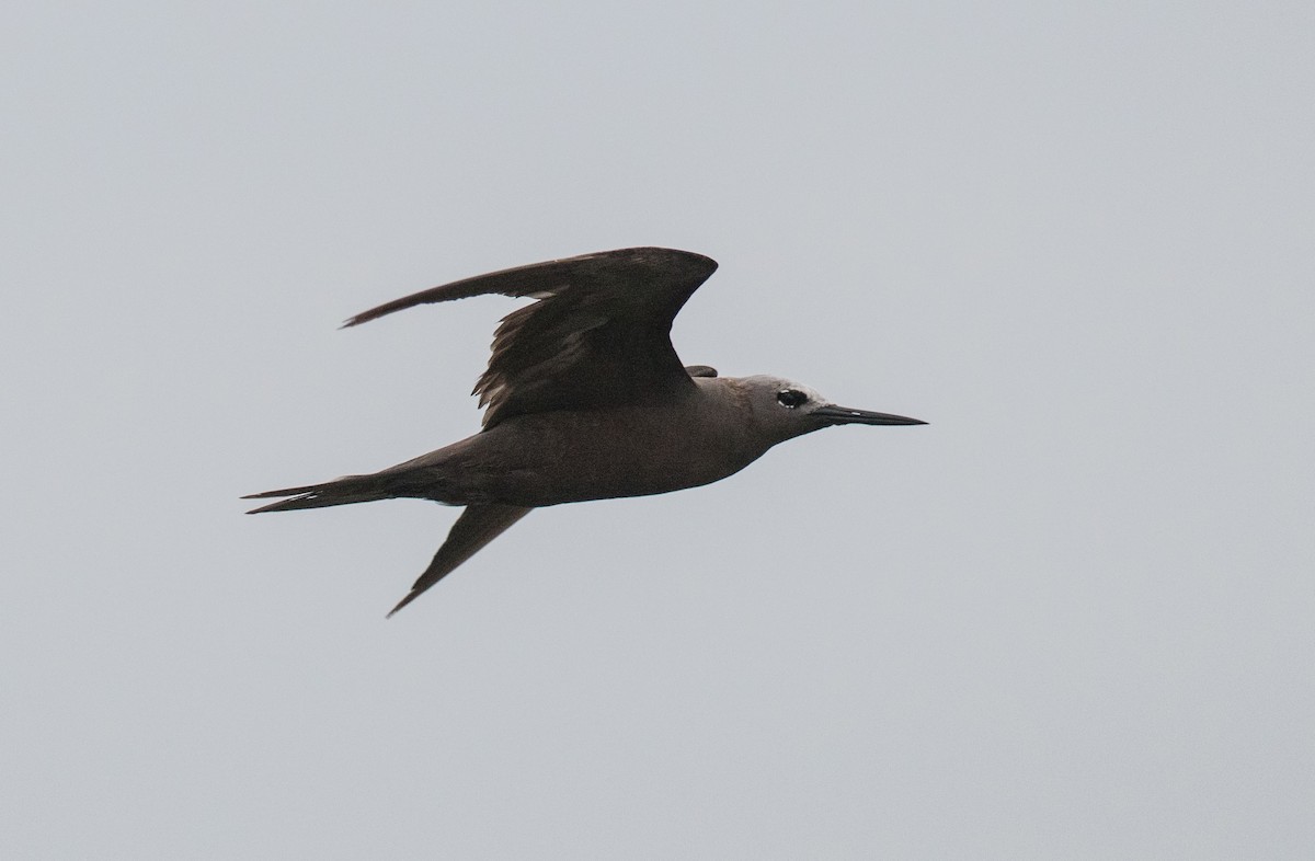 Lesser Noddy - ML624825623