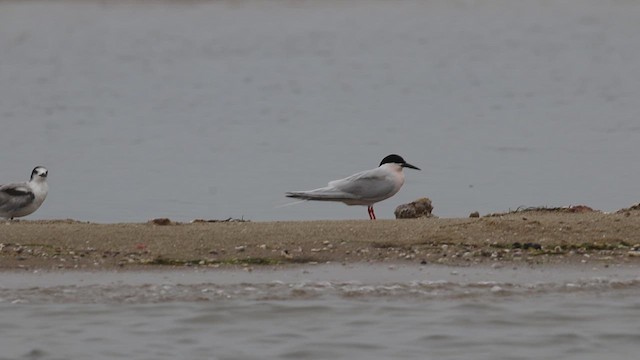 Roseate Tern - ML624825661