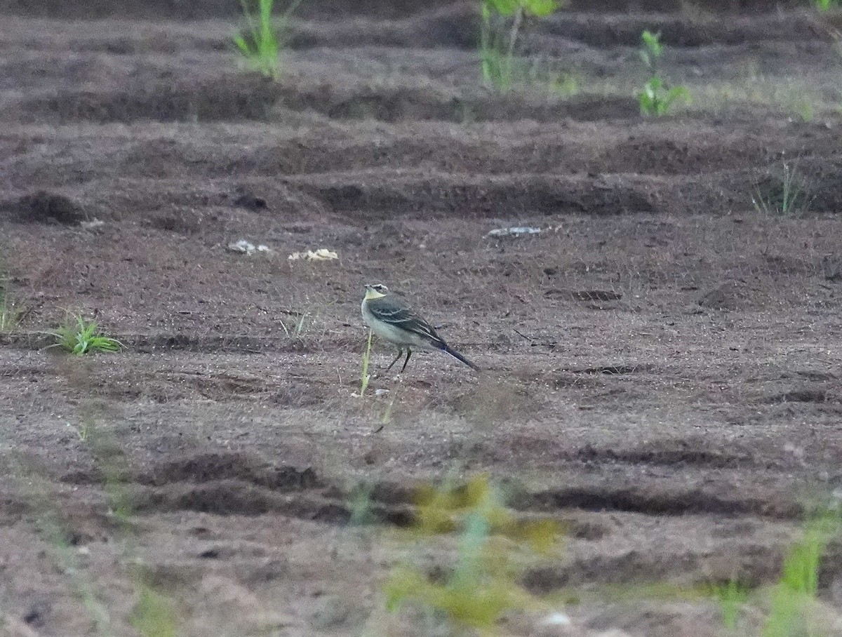 Eastern Yellow Wagtail - ML624825664