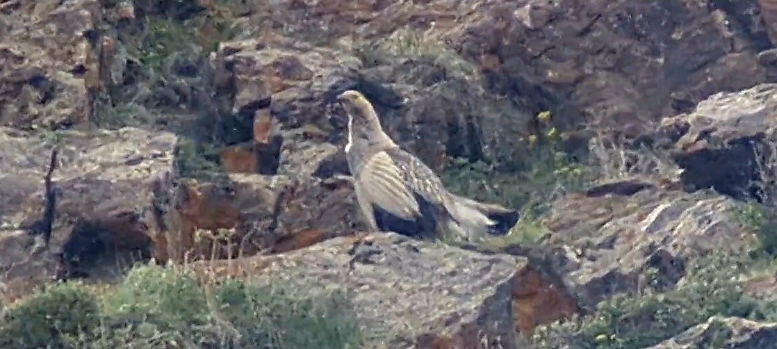 Altai Snowcock - ML624825680