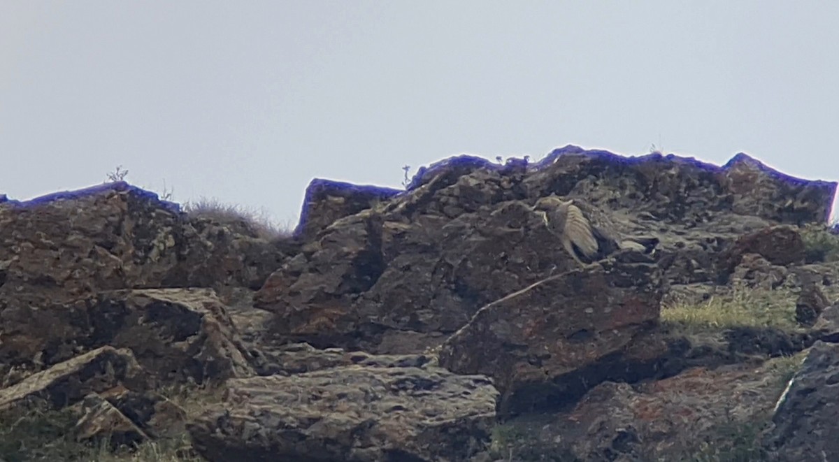 velekur altajský - ML624825681