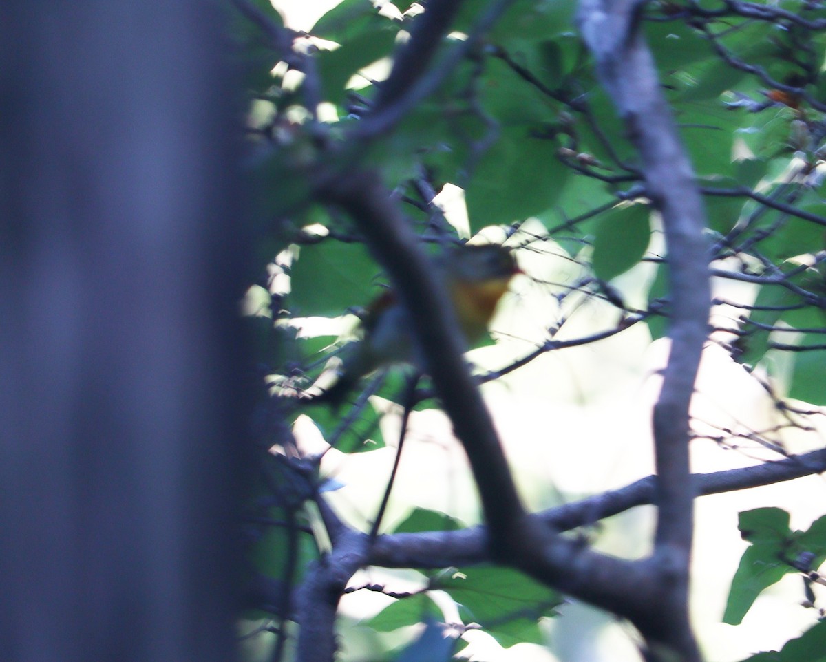 Red-billed Leiothrix - ML624825714