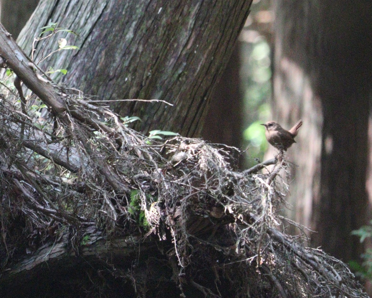 Eurasian Wren - ML624825716