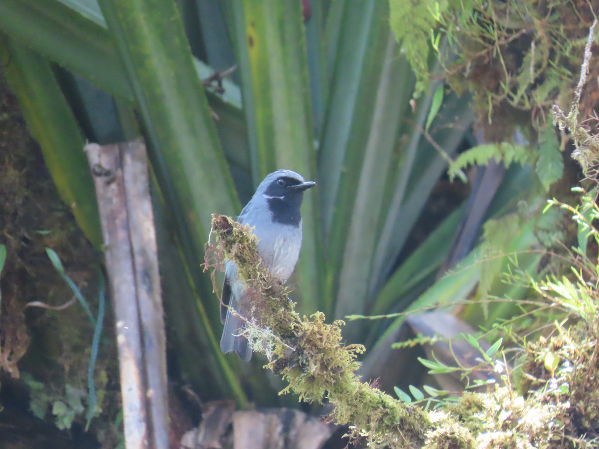 Black-throated Robin - ML624825747
