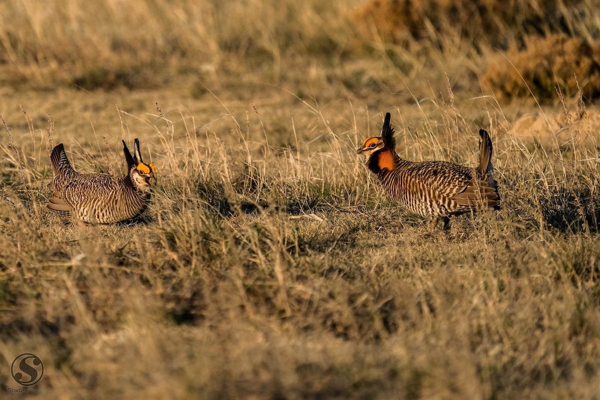 Tétras des prairies - ML624825769