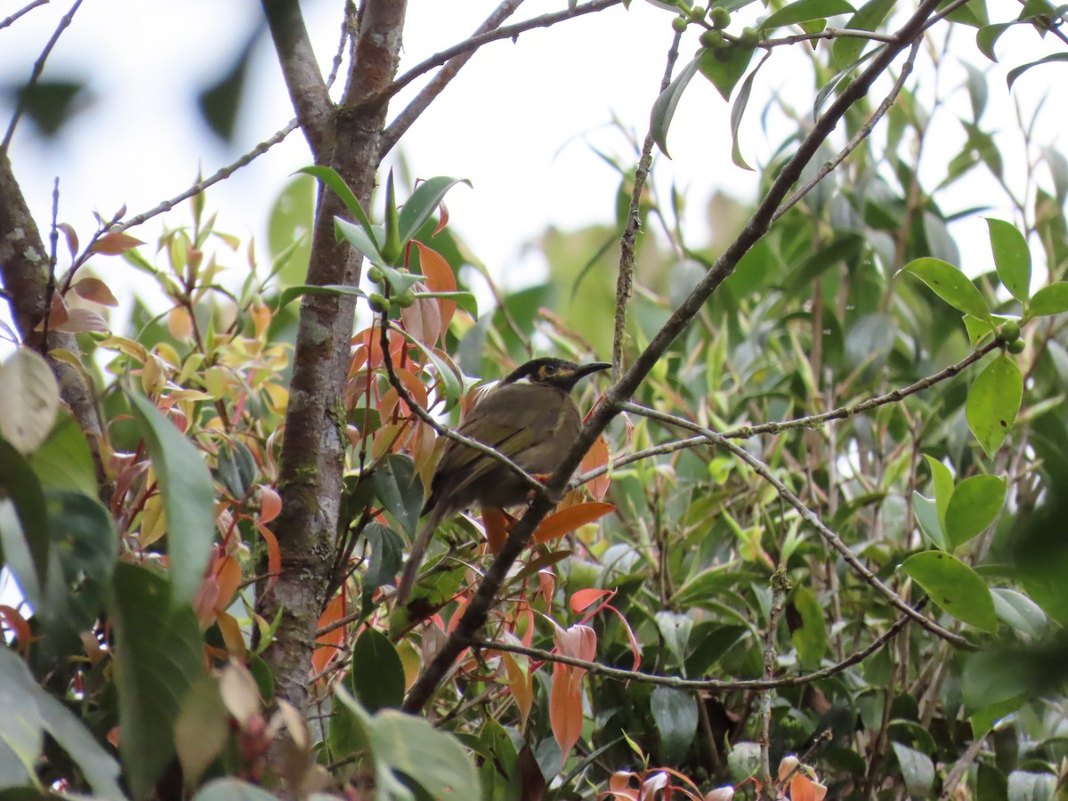 Black-throated Honeyeater - ML624825853