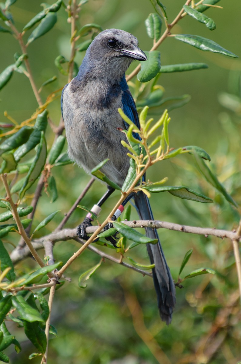 Florida Scrub-Jay - ML624825925