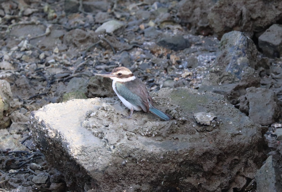 Collared Kingfisher - ML624825962