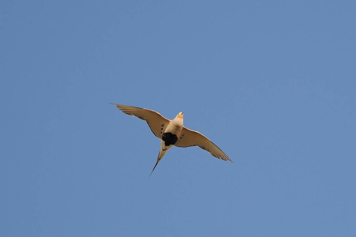 Pallas's Sandgrouse - ML624826041