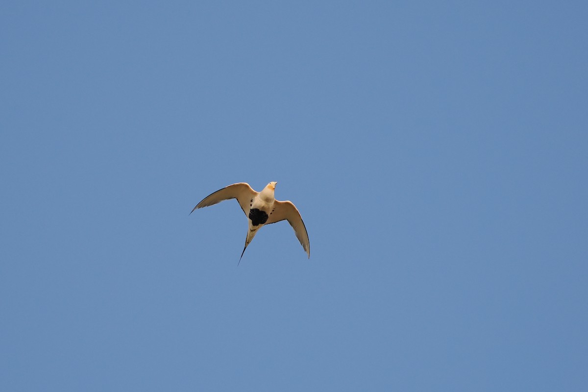 Pallas's Sandgrouse - ML624826042