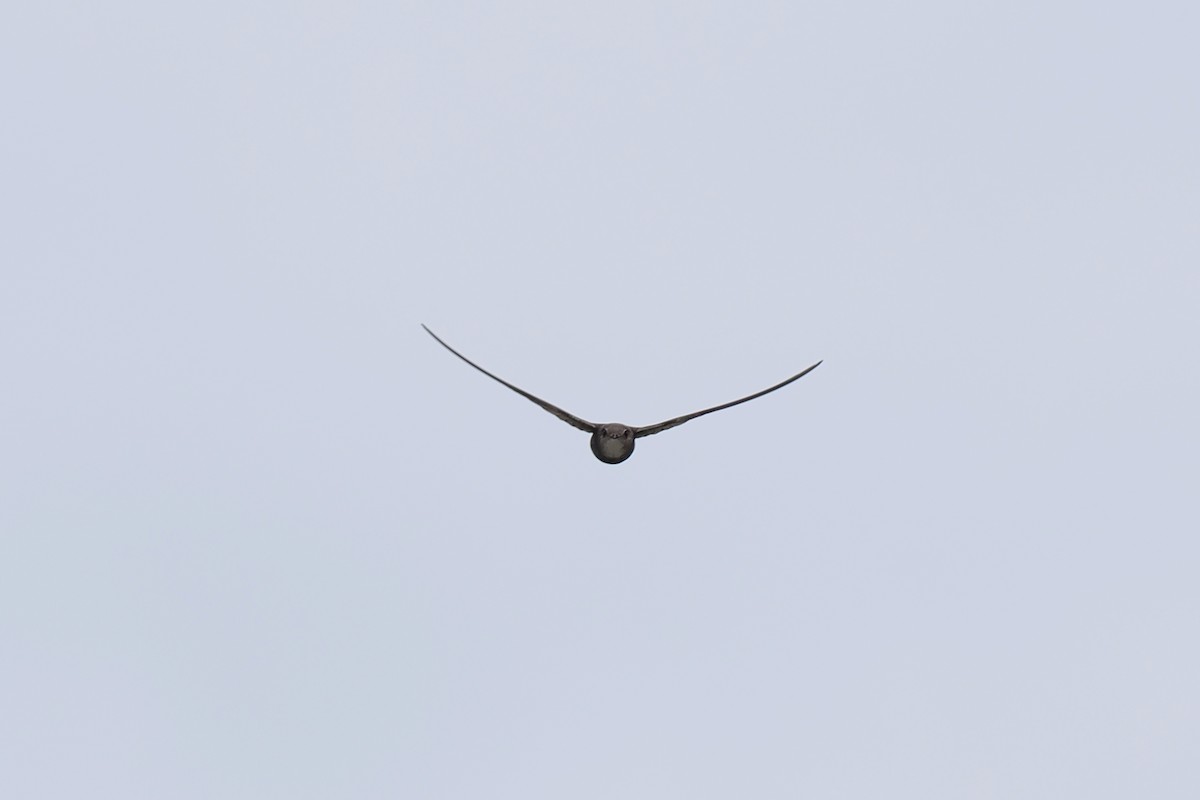 Pacific Swift - ML624826191