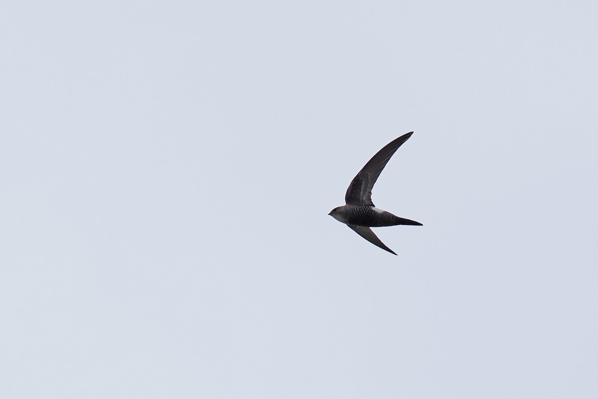 Pacific Swift - ML624826192