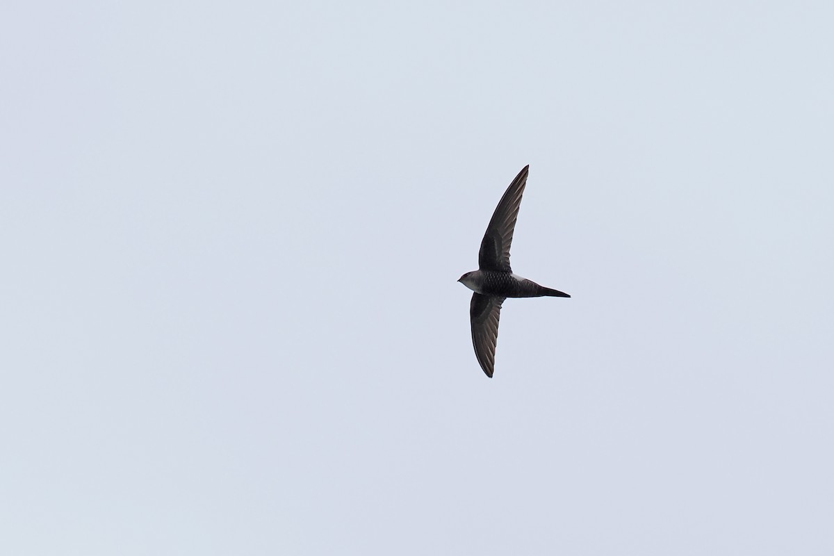 Pacific Swift - ML624826193