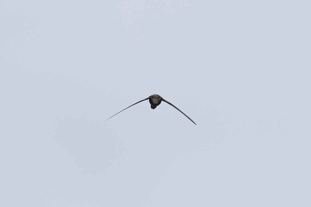 Pacific Swift - ML624826194