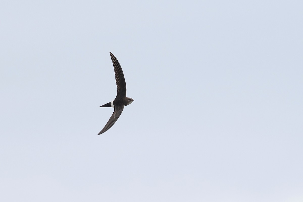 Pacific Swift - ML624826195