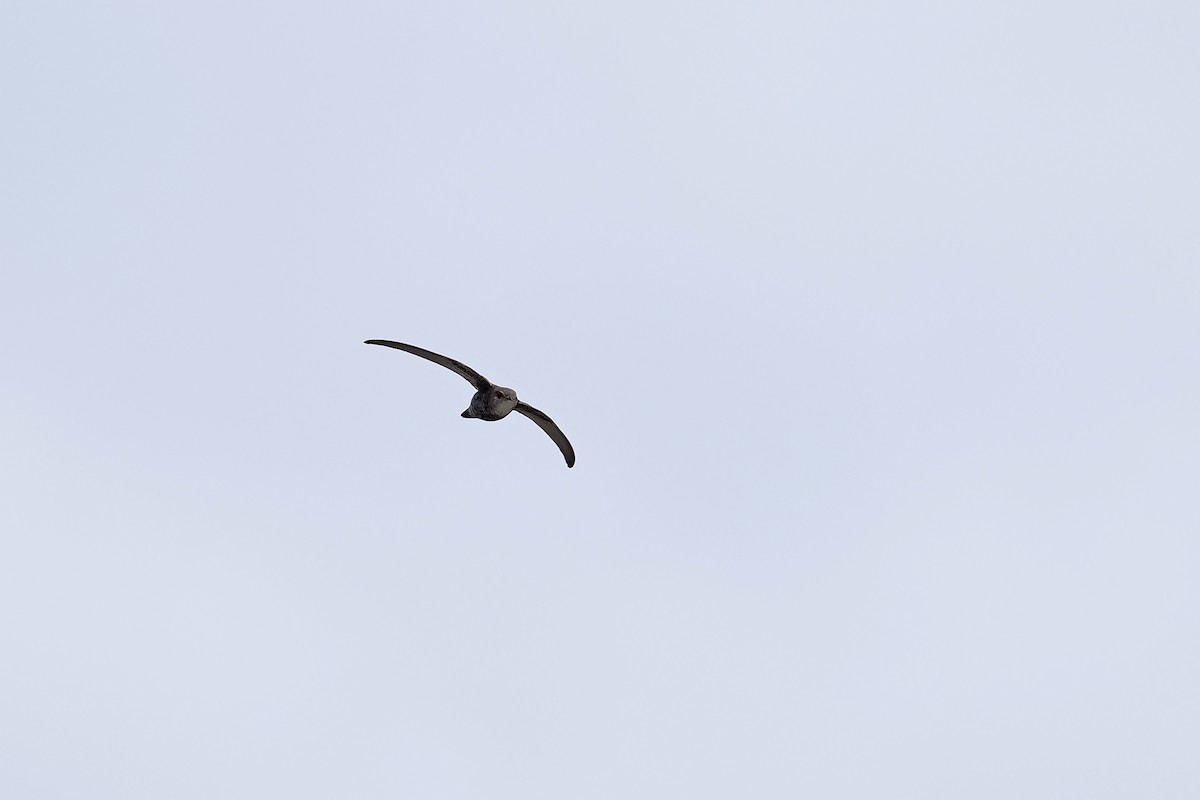 Pacific Swift - ML624826198