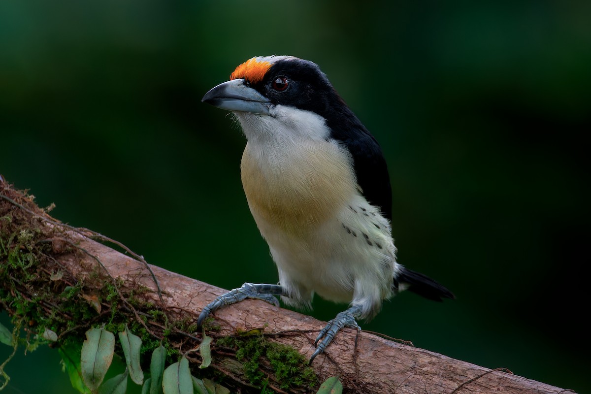 Orange-fronted Barbet - ML624826213