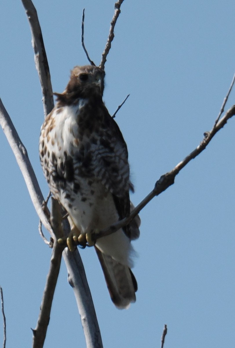 Red-tailed Hawk (abieticola) - ML624826264