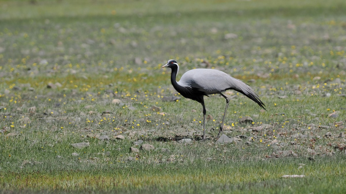 Demoiselle Crane - ML624826384